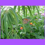 Butterfly Garden 2.jpg
